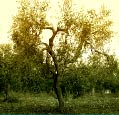 olive oil tree