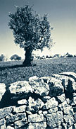 Apulia: ancient olive groves